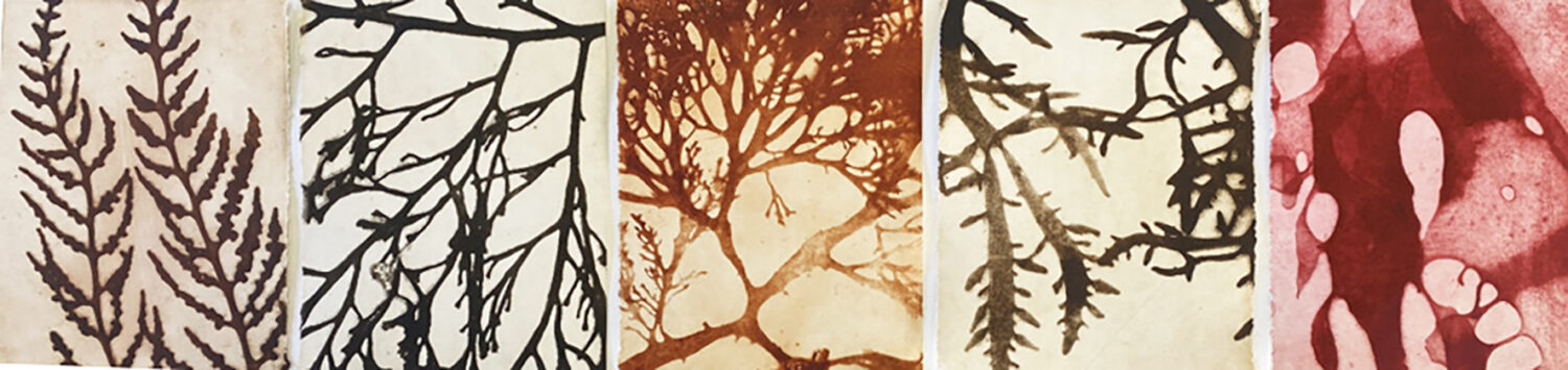 Isobel and Audrey’s Seaweed Archive Circa 1930