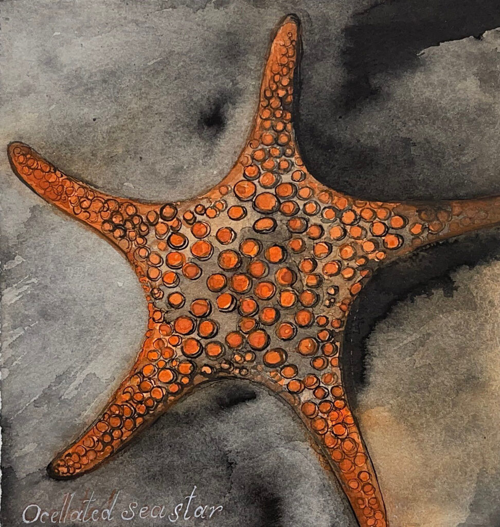 Ocellated Seastar, Swansea