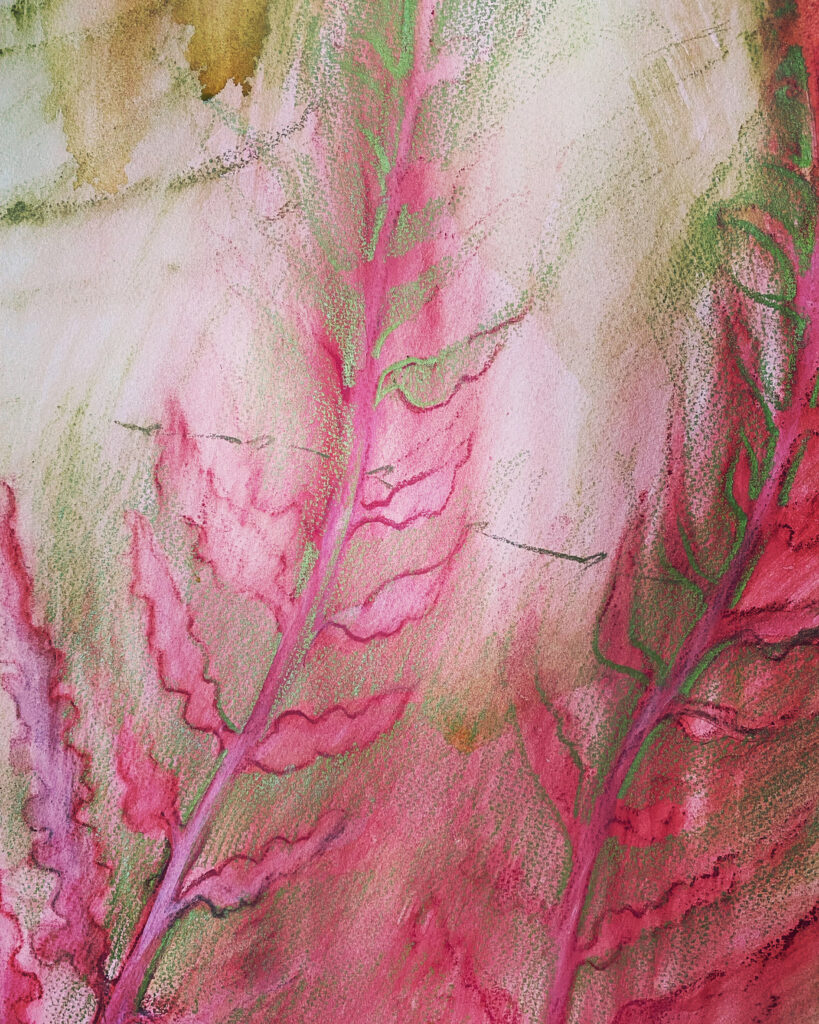 Pink Seaweed