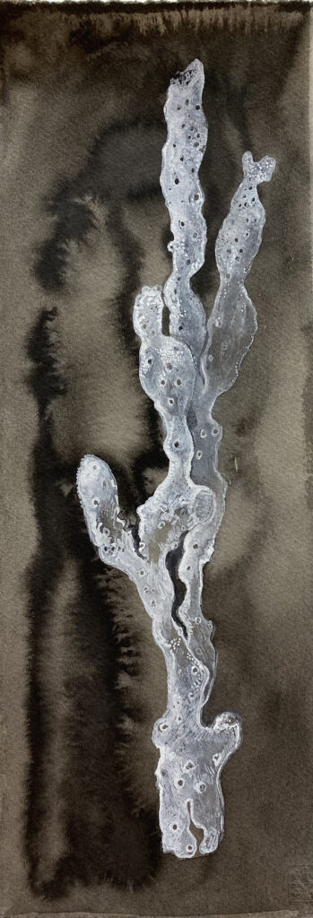 Windswept Teatrees, Flinders Island